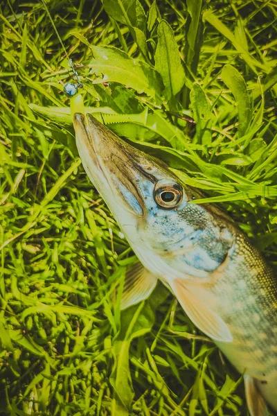 Pesca Riposo Campagna Contesto Sul Tema Della Ricreazione — Foto Stock