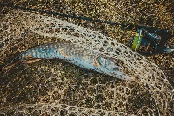 Pesca Lúcio Lago — Fotografia de Stock