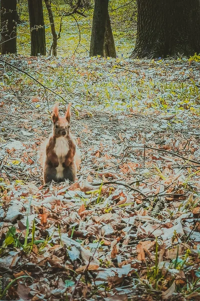Esquilo Parque Fundo Natural — Fotografia de Stock