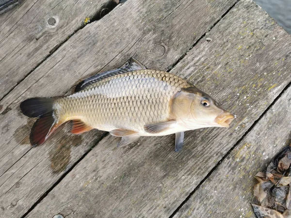 Pescar Lago Fundo Pesca — Fotografia de Stock