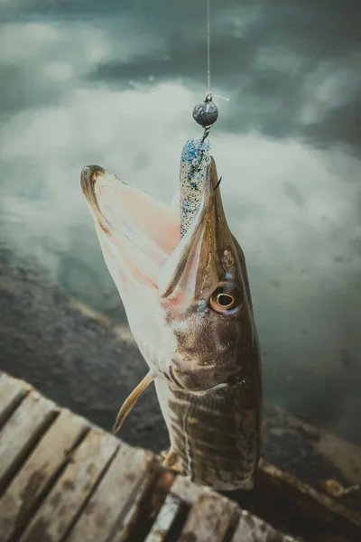 Pesca Lúcio Lago — Fotografia de Stock