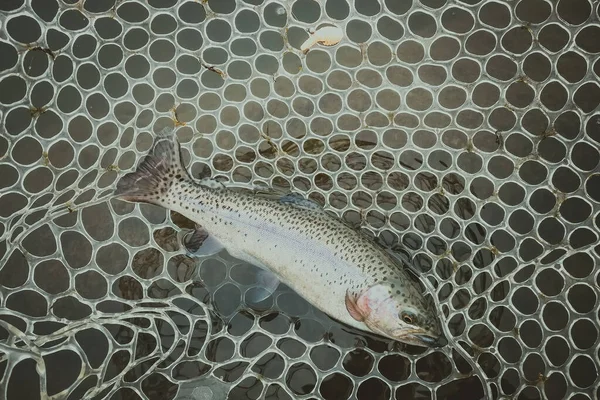 Pesca Trutas Lago Recreação Pesca — Fotografia de Stock