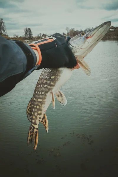 湖でのパイク釣り — ストック写真