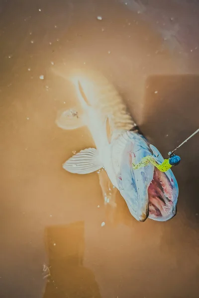 Pesca Descanso Rural Antecedentes Sobre Tema Recreação — Fotografia de Stock