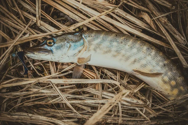 Pesca Sport Ricreazione Sfondo — Foto Stock