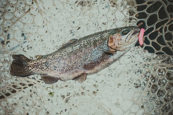 Fishing Sport Recreation Background — Stock Photo, Image