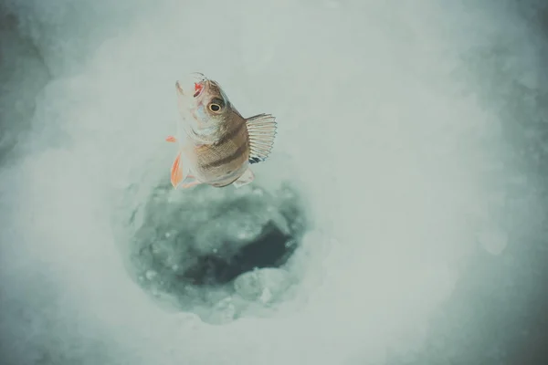 Invierno Hielo Pesca Fondo —  Fotos de Stock