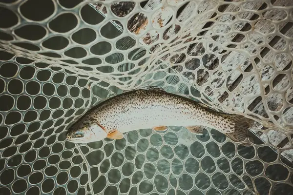 Pesca Esporte Recreação Fundo — Fotografia de Stock