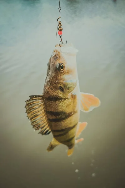 Pesca Lago Naturaleza Recreación Fondo — Foto de Stock