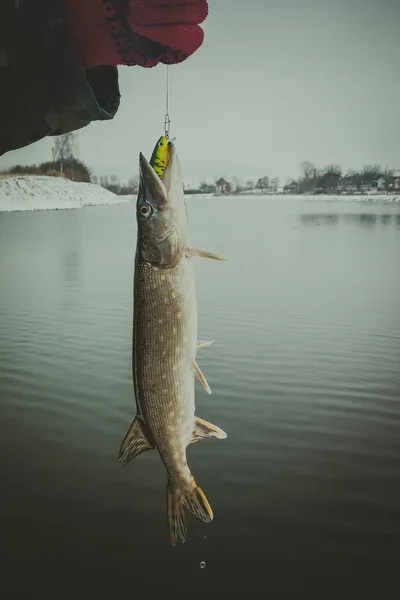 Pike Horgászik Tavon Halászati Szabadidő — Stock Fotó