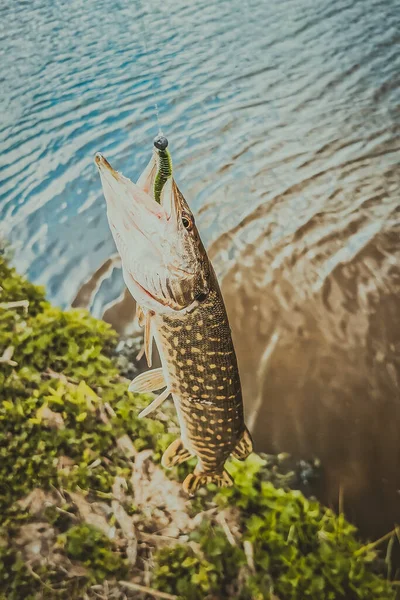 Pesca Riposo Campagna Contesto Sul Tema Della Ricreazione — Foto Stock