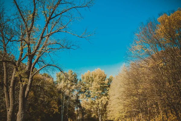 아름다운 공원의 — 스톡 사진