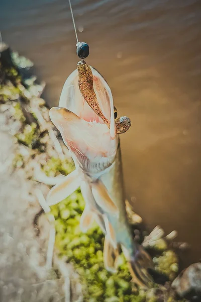 Pesca Descanso Rural Contexto Sobre Tema Recreación — Foto de Stock