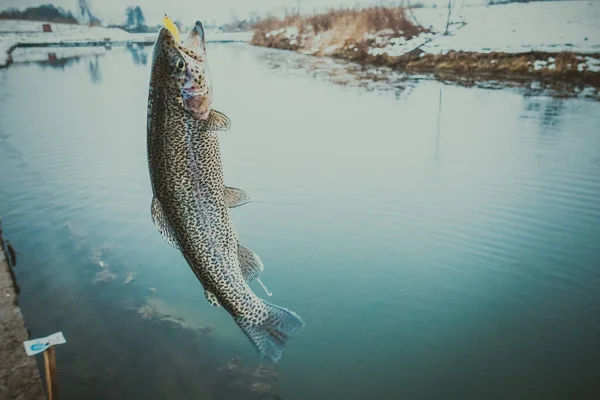 Pesca Truta Lago — Fotografia de Stock