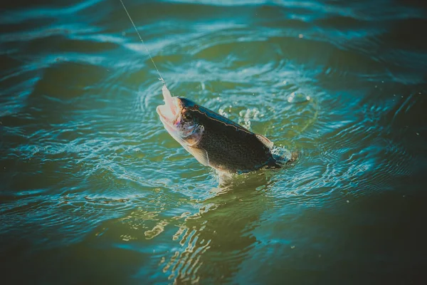 Rybaření Pstruhů Jezeře — Stock fotografie