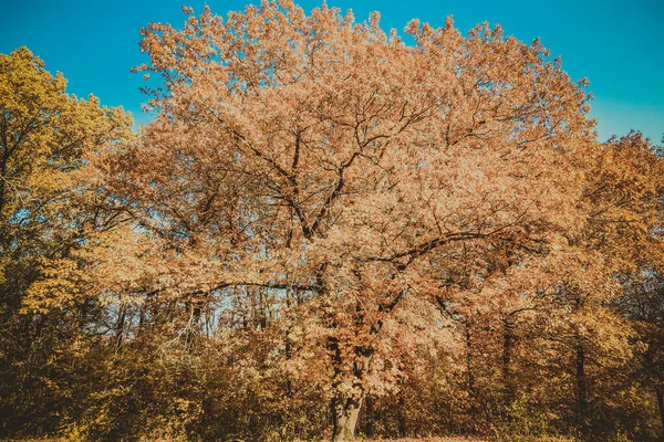 Outono Lindo Belo Parque Histórico — Fotografia de Stock