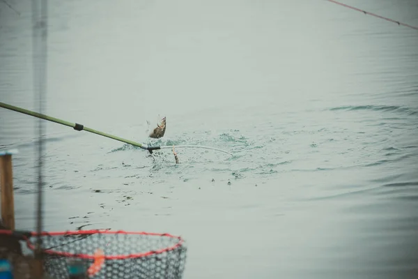 Trout Fishing Lake — Stock Photo, Image