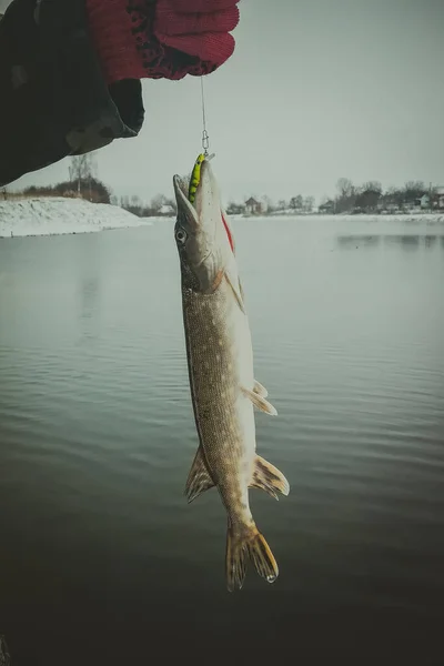 Pike Horgászik Tavon Halászati Szabadidő — Stock Fotó