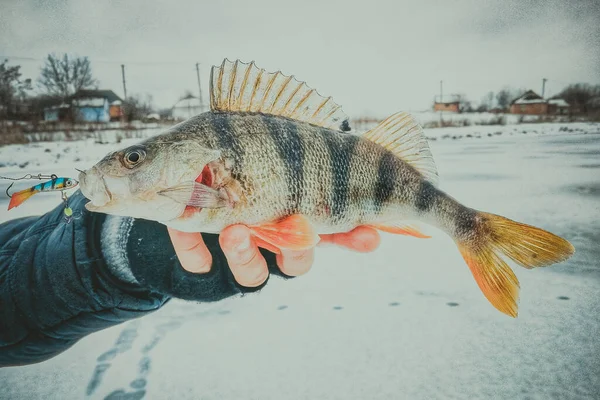 Pêche Sur Fond Glace — Photo