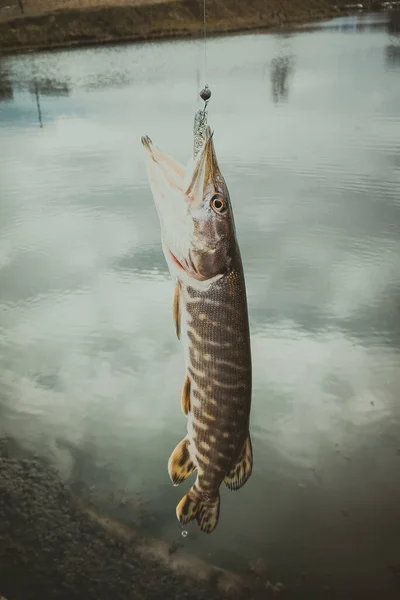 Щука Рибалка Озері — стокове фото