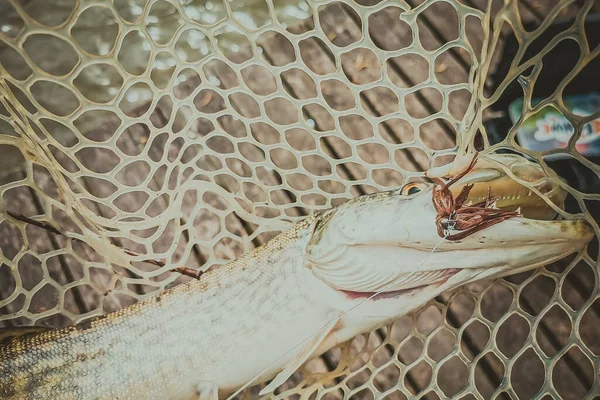 Pesca Descanso Rural Antecedentes Sobre Tema Recreação — Fotografia de Stock