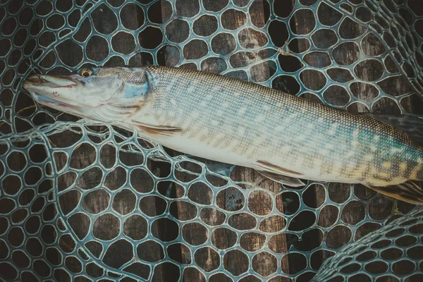 Pesca Esporte Recreação Fundo — Fotografia de Stock