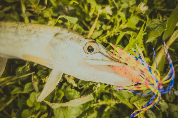 Pesca Lago Natura Ricreazione Sfondo — Foto Stock