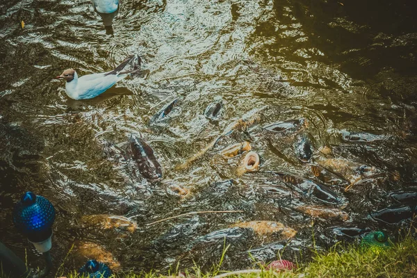 コペンハーゲンの美しい緑の公園 — ストック写真