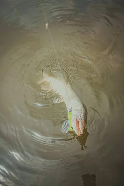 Pesca Lago Natureza Recreação Fundo — Fotografia de Stock