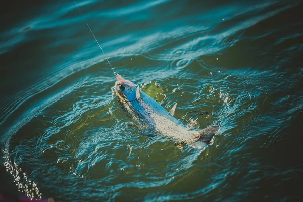 Pesca Alla Trota Sul Lago — Foto Stock