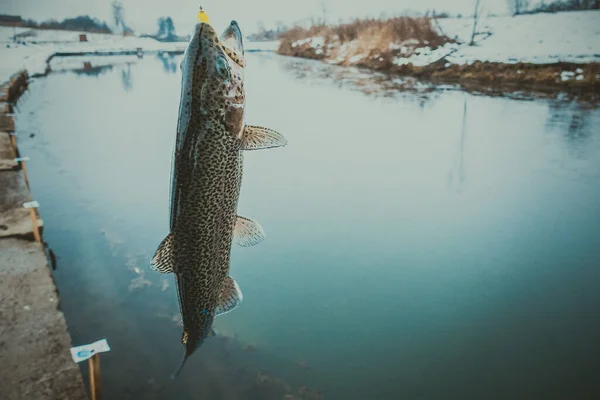 Pêche Truite Sur Lac — Photo