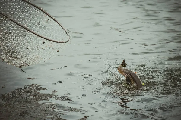 Pesca Del Luccio Sul Lago Attività Ricreative Pesca — Foto Stock