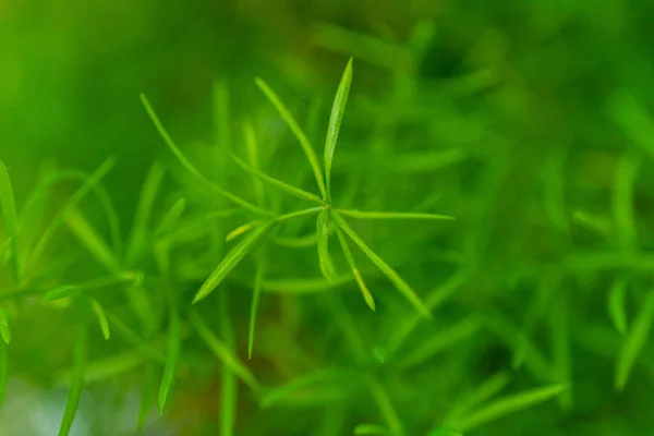 Schöne Blumen Nahaufnahme Hintergrund Textur — Stockfoto