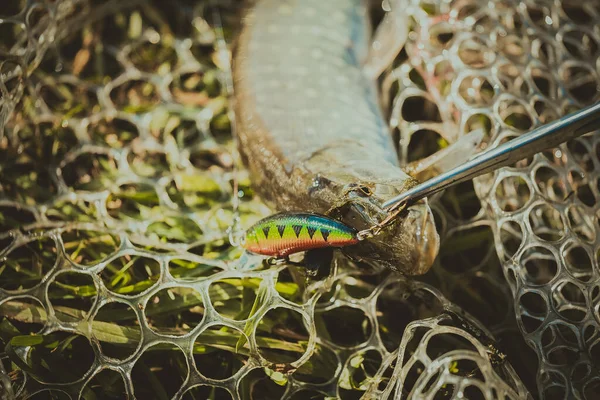 Pesca Esporte Recreação Fundo — Fotografia de Stock