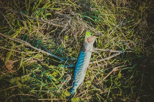 Pesca Esporte Recreação Fundo — Fotografia de Stock