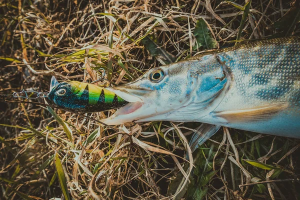 Pesca Del Luccio Sul Lago — Foto Stock