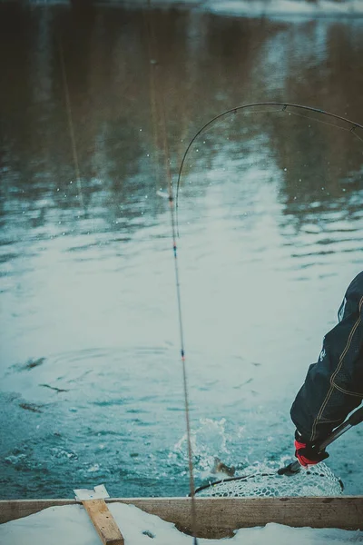 Forel Vissen Het Meer — Stockfoto