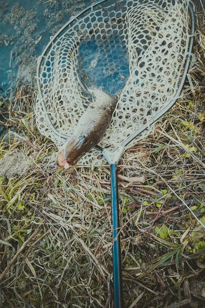 Pesca Deporte Recreación Fondo —  Fotos de Stock