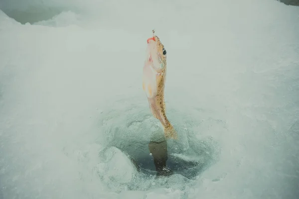 Vinterisfiske Bakgrund — Stockfoto