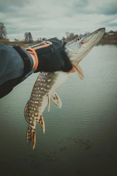 Pesca Del Luccio Sul Lago — Foto Stock