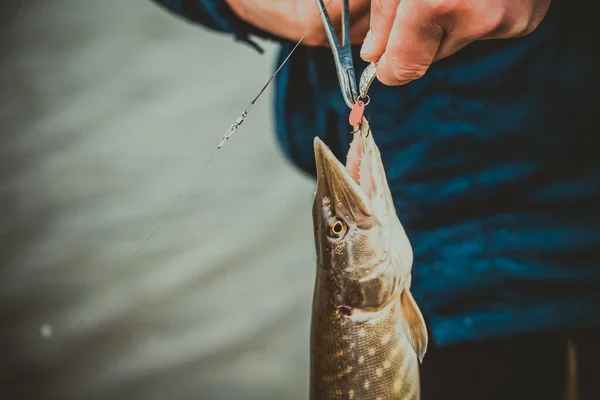 Pike Fishing Lake Fishing Recreation — Stock Photo, Image