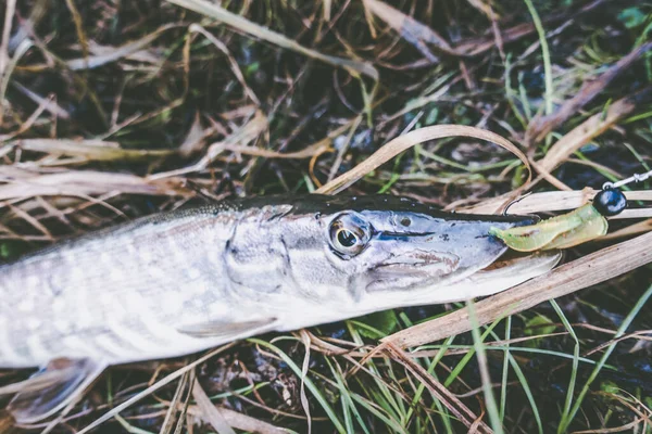 Pesca Lucio Lago Pesca Deportiva Actividades Aire Libre — Foto de Stock