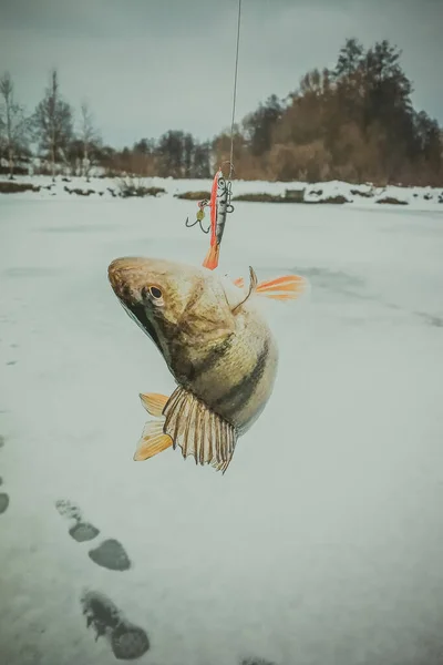 Pesca Lúcio Lago — Fotografia de Stock