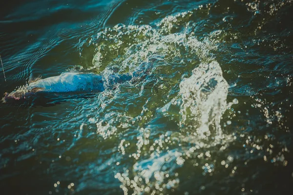 湖でのマス釣り — ストック写真