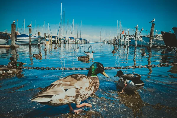 Dänemark Kopenhagen Und Das Meer — Stockfoto