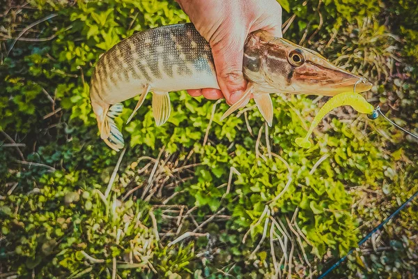 Pesca Riposo Campagna Contesto Sul Tema Della Ricreazione — Foto Stock