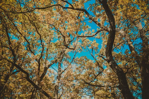 Outono Lindo Belo Parque Histórico — Fotografia de Stock