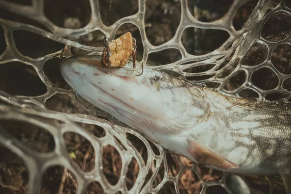 Pesca Lúcio Lago — Fotografia de Stock