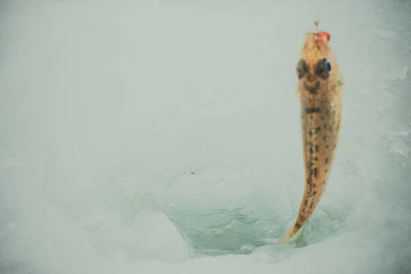 Winter Ijsvissen Achtergrond — Stockfoto