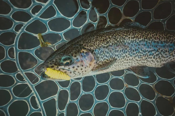 湖でのマス釣り — ストック写真